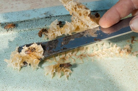 Beekeeping