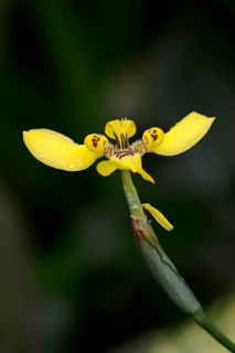 Martinique Trimezia or Yellow Walking Iris (Trimezia martinicensis)