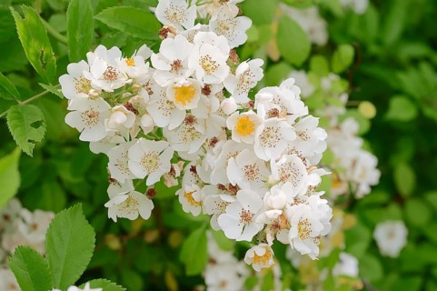 Multiflora Rose (Rosa multiflora