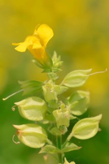 Common Monkey-Flower (Mimulus guttatus)