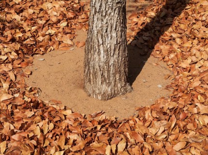 Fallen Mopane leaves (Colophospermum mopane)