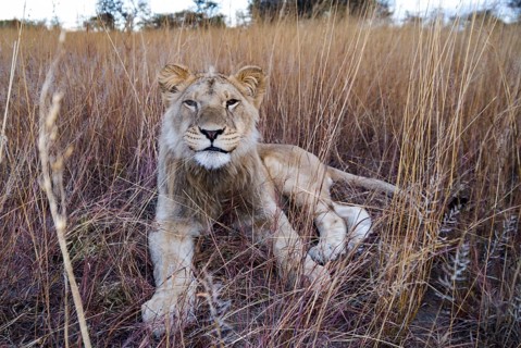 Lion (Panthera leo)