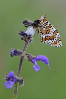 Spotted Fritillary or Red-band Fritillary (Melitaea didyma)