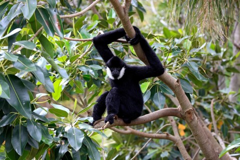 Northern White-cheeked Gibbon (Nomascus leucogenys)