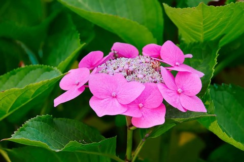 Mountain Hydrangea (Hydrangea serrata)