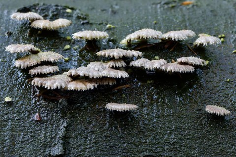 Common Porecrust