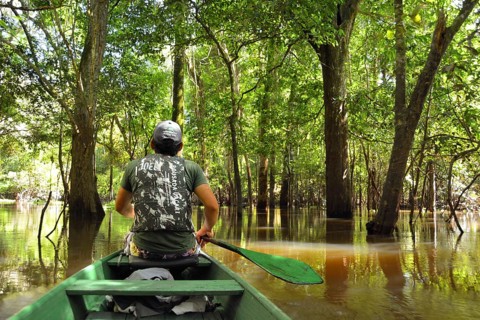 Man travelling in a canoe on the Rio Solimoes river in the flooded Varzea-jungle