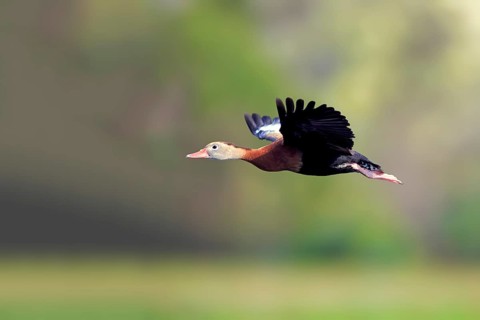 Black-bellied Whistling Duck (Dendrocygna autumnalis)