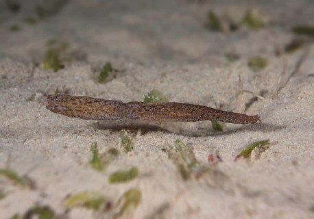 Robust Ghost Pipefish (Solenostomus cyanopterus)