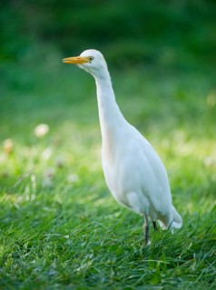 Cattle Egret (Bubulcus ibis) standing in a meadow