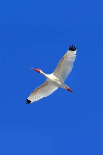 American White Ibis (Eudocimus albus)