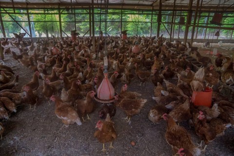 Chickens on a poultry farm
