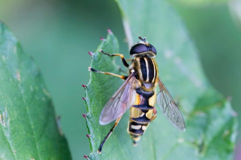 Hoverfly (Helophilus pendulus)