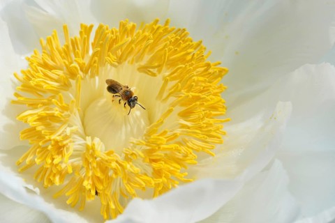 Tree Peony (Paeonia suffruticosa 'Godaishu')