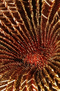 Red and White Feather Star (Amphimetra sp.)