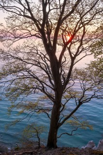 Common beech (Fagus sylvatica) at sunrise at the chalk coast of Mons Klint