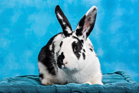 Black and white pinto rabbit