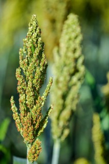 Indian barnyard millet (Echinochloa frumentacea)