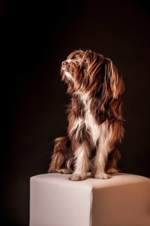 Brown mixed-breed dog sitting on a stool