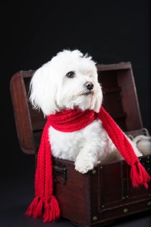 Maltese dog with red scarf in a small treasure chest