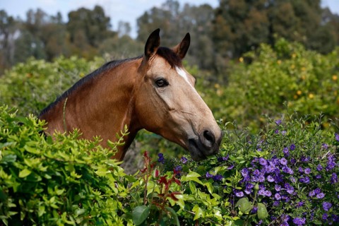 Andalusian horse