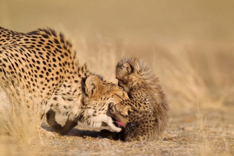 Cheetah (Acinonyx jubatus)