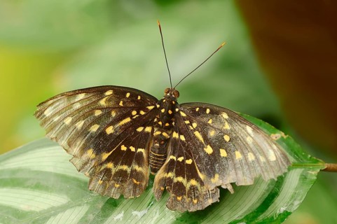 Archduke (Lexias dirtea)