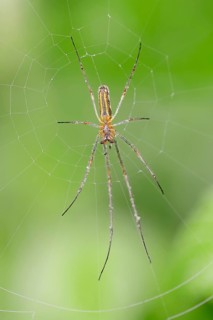 Long-jawed Orb-weaver Spider (Tetragnatha extensa)