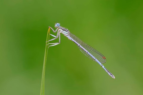 White-legged Damselfly or Blue Featherleg (Platycnemis pennipes)