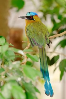 Blue-crowned Motmot (Momotus coeruliceps)