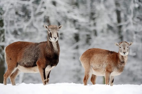 European Mouflon (Ovis orientalis musimon)