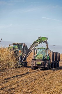 Mechanical harvest of sugar cane