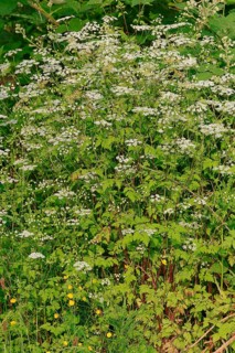 Rough Chervil (Chaerophyllum temulum)