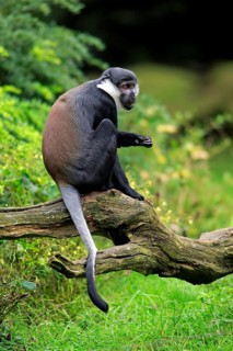 L'Hoest's Monkey (Cercopithecus lhoesti)