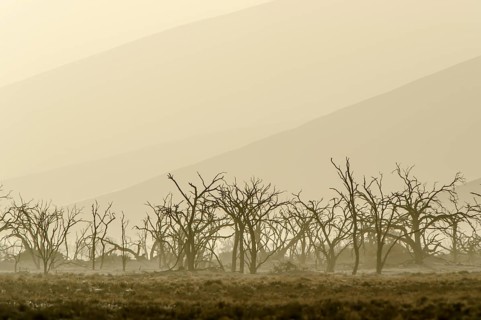 Dead trees in blistering heat