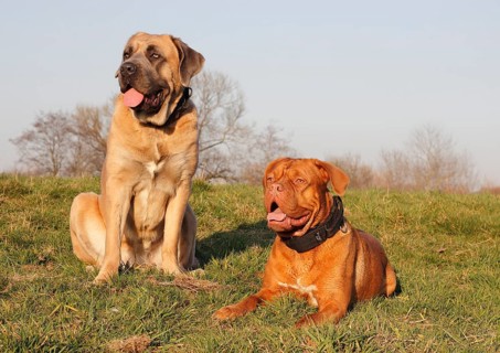 Dogue de Bordeaux or Bordeaux Mastiff and a Cane Corso Italiano on a meadow