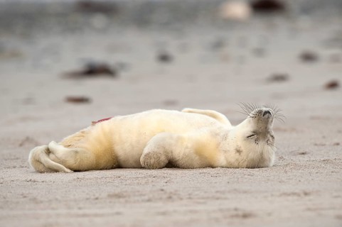 Grey Seal (Halichoerus grypus) on the beach