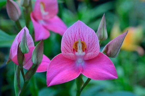 Disa orchid hybrid (Disa)