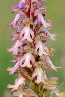 Roberts Mastorchis (Barlia robertiana