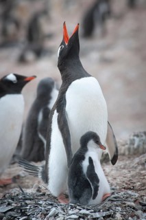 Gentoo Penguin (Pygoscelis papua) and chick at the nest