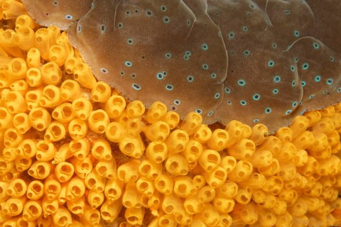 Colony of Sea Squirts (Ascidiacea) on a Giant Clam (Tridacna sp.)