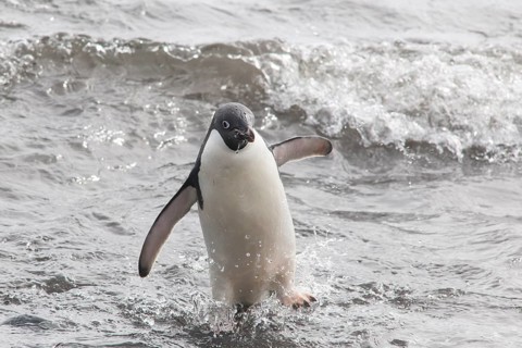 Adelie Penguin (Pygoscelis adeliae) leaving the water