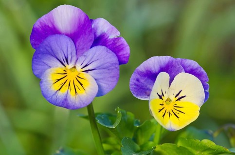 Horned Pansy or Horned Violet (Viola cornuta)