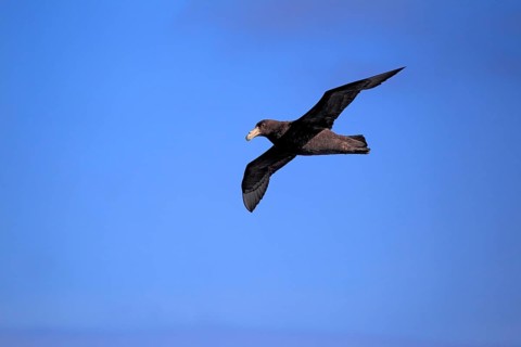 Giant Petrel (Macronectes giganteus)