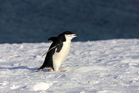 Chinstrap Penguin (Pygoscelis antarctica)