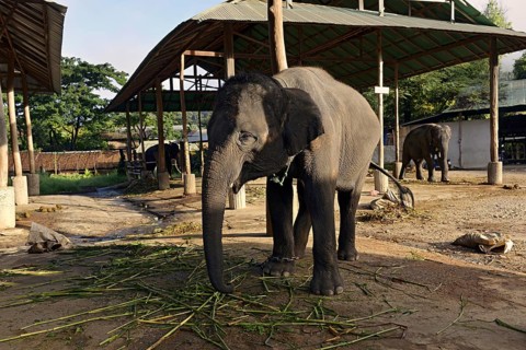 Asian or Asiatic Elephant (Elephas maximus) in Maetaman Elephant Camp