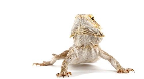 Dwarf Bearded Dragon (Pogona minor)