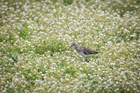 Wood Sandpiper (Tringa glareola)