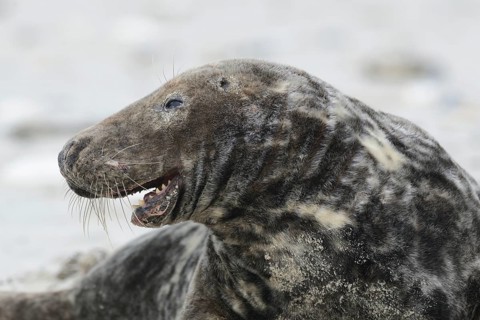 Grey Seal (Halichoerus grypus)
