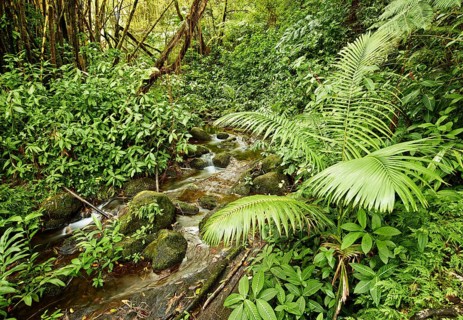 Creek and vegetation
